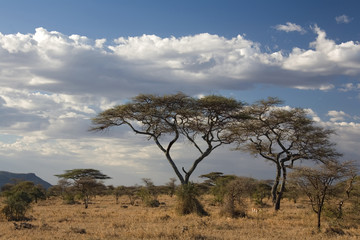 Fototapeta na wymiar Serengeti afryka krajobraz 022