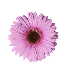 Crédence de cuisine en verre imprimé Gerbera light purple gerbera flower