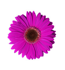 violet gerbera flower