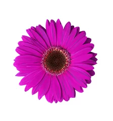 Deurstickers violette gerberabloem © klikk