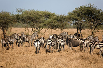Fototapeta na wymiar animals 029 zebra