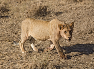 Naklejka premium animals 033 lion