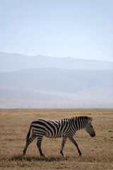 Fototapeta na wymiar zwierząt 061 zebra