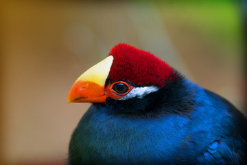 violaceous turaco