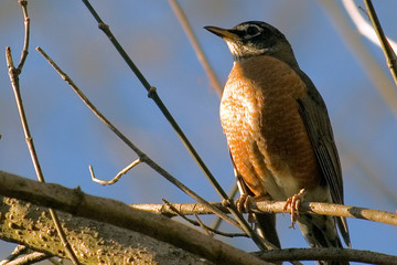 perched robin