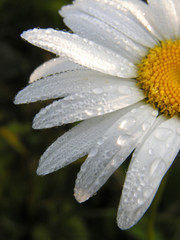 camomile  flower  drop