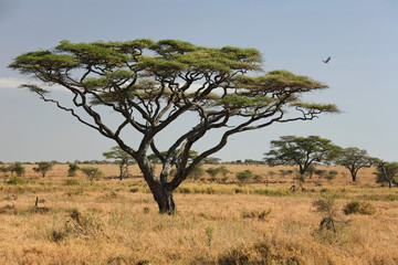 africa landscape 027 serengeti - obrazy, fototapety, plakaty