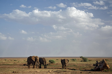 Fototapeta na wymiar animals 021 elephant