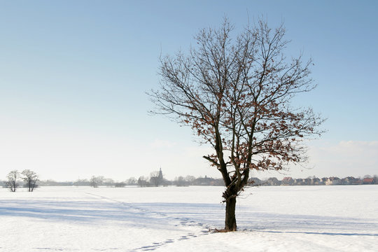 winter tree