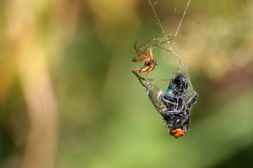 spinne mit beute