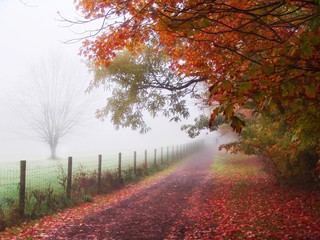 misty autumn morning