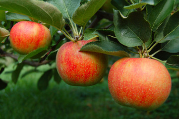 tree ripened apples