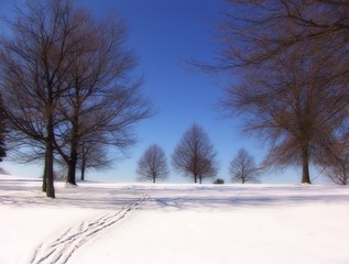 tracks in the snow