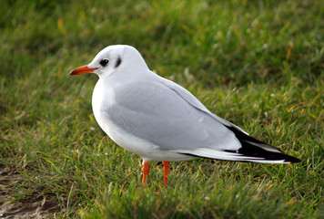 black-headed gull in winter plumage