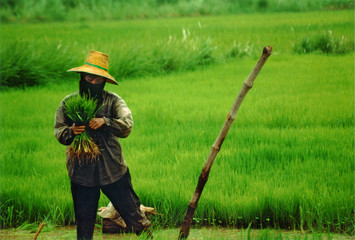 rice-field