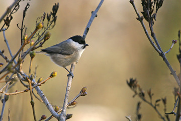 mésange nonnette.