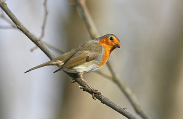 rouge gorge.