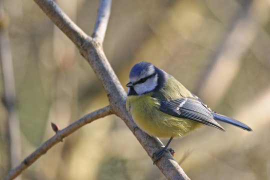 m&eacute;sange bleue.