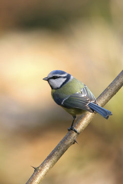 m&eacute;sange bleue.