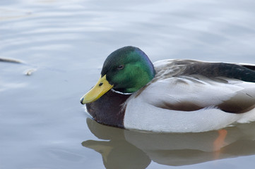 le bain d'automne des canards