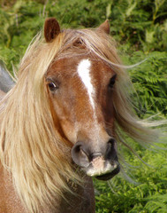 pony close-up