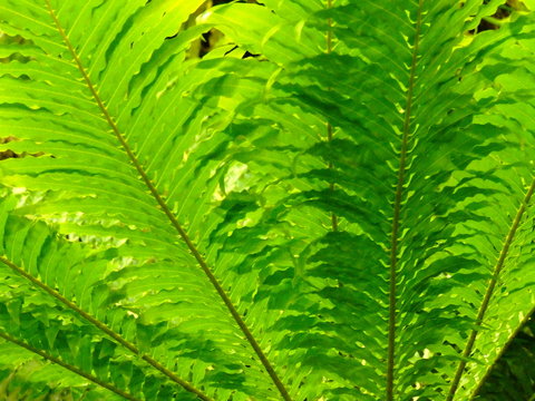 farn im gegenlicht