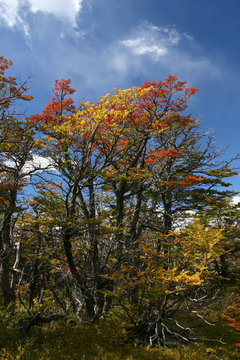 vegetation d'automne