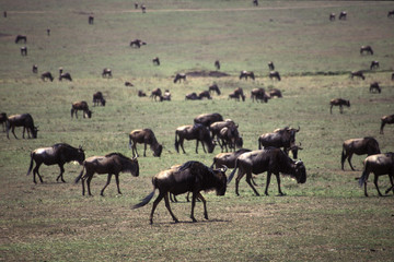 Naklejka na ściany i meble wildebeest herd