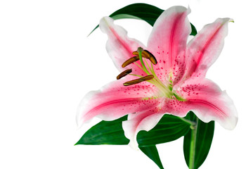 isolated lily