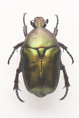 potosia cuprea