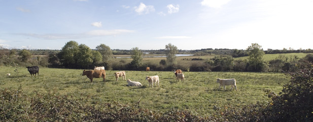 grazing cattle