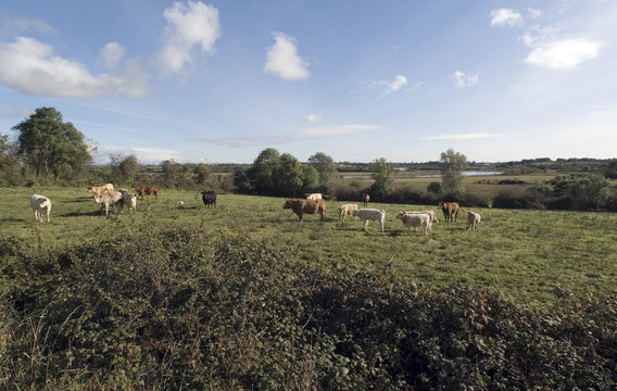 grazing cattle