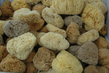 sponges