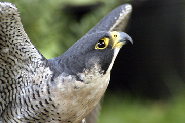 falcon head