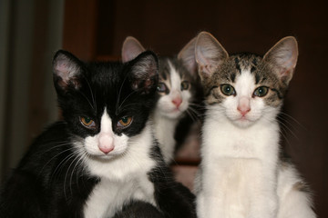 Fototapeta na wymiar three cats