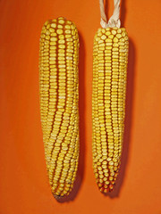 maize