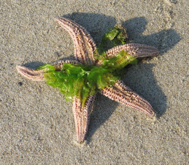 starfish dressed in seaweed