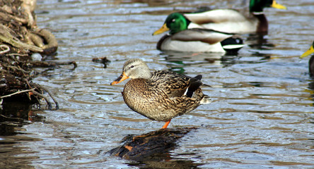 posing duck