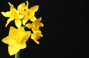 Afwasbaar Fotobehang Narcis daffodils