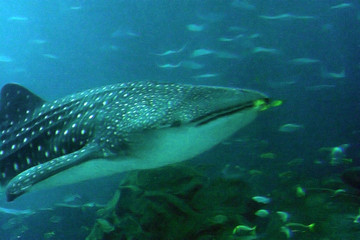 whale shark