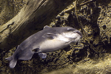 blue catfish