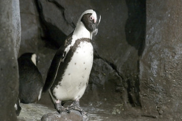 south african penguin