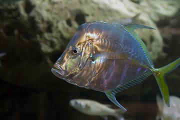 african pompano fish