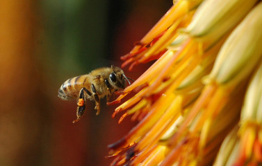 bee in flight