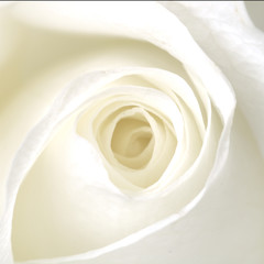 Obrazy na Plexi  Biała Róża