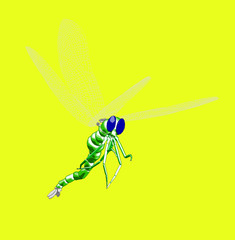 dragonfly  17