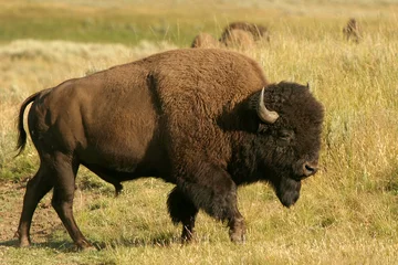 Deurstickers Bizon bizon