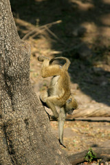 baby baboon