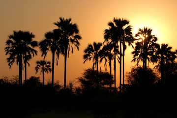 Fototapeta na wymiar sunset in botswana