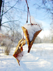 Fototapeta premium the pair of leaves